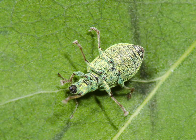 Curculionidae: Polydrusus (Eurodrusus) brevicollis